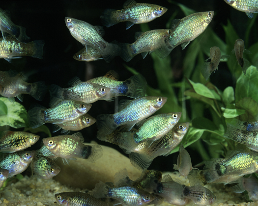 Ein Schwarm von Platys